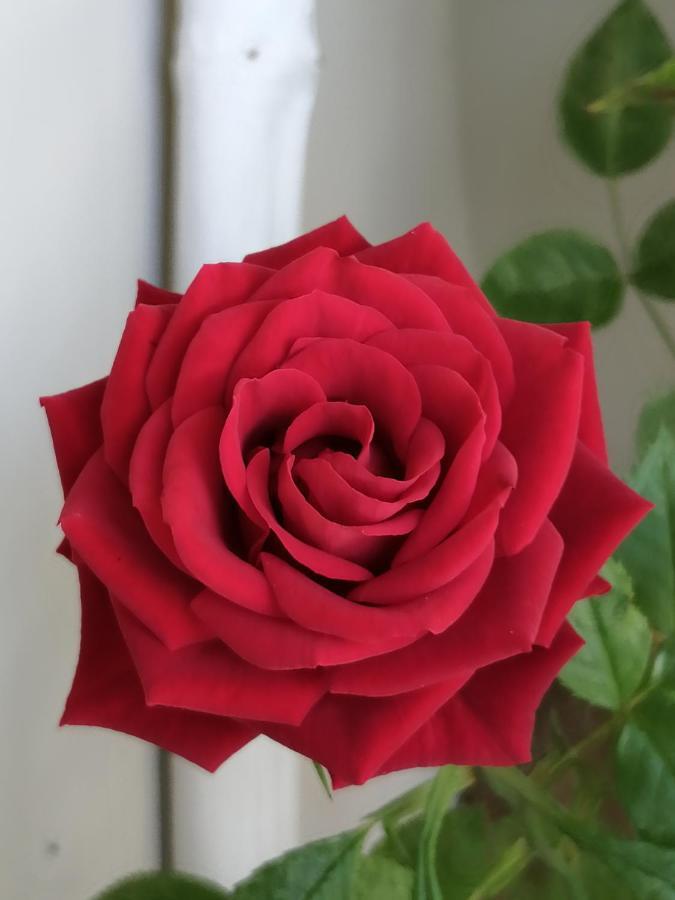 Red Rose Lejlighed Stresa Eksteriør billede